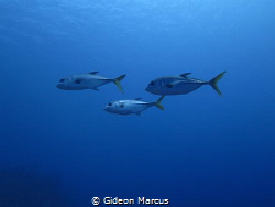 Just keep swimming. by Gideon Marcus 